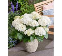 Hayloft Hydrangea Macrophylla Wudu White - 3 X 14Cm Pots