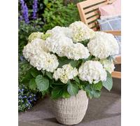 Hayloft Hydrangea Macrophylla Wudu White - Generous, Multi-Headed Blooms 1 X 14Cm Pot