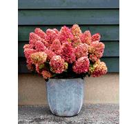 Hayloft Hydrangea Paniculata Gardenlights Redlight - Ideal For Small Gardens 1 X 12Cm Pot