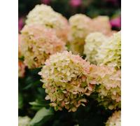 Hayloft Hydrangea Paniculata Grafiti - Clouds Of Colour - Changing Summer Blooms - Supplied In A 9Cm Pot