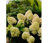 Hayloft Hydrangea Paniculata Little Fresco - A Show Of Vibrant Blooms - Supplied In 9Cm Pots