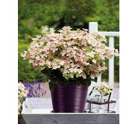 Hayloft Hydrangea Paniculata Polestar - 3 X 9Cm Pots