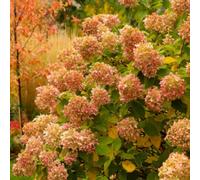 Hayloft Hydrangea Paniculata Romantic Ace - 1 X 1L Pot