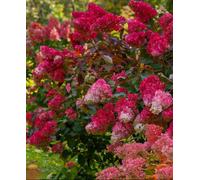 Hayloft Hydrangea Paniculata Wims Red - Vibrant Red Blooms 1 X 9Cm Pot