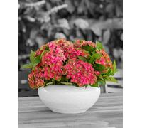 Hayloft Hydrangea Rembrant Rosso Glory - 3 X 14Cm Pots