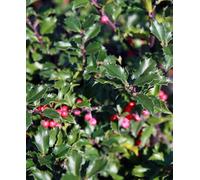 Hayloft Ilex X Meserveae Blue Princess - Holly 1 X 9Cm Pot