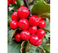 Hayloft Ilex X Meserveae Jingle Berry - Holly 1 X 9Cm Pot