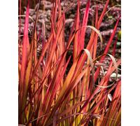 Hayloft Imperata Cylindrica Red Baron - Japanese Blood Grass 3 X 9Cm Pots