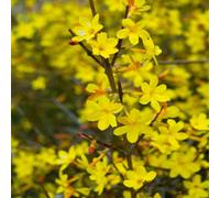 Hayloft Jaminum Nudiflorum - Winter Jasmine 1 X 9Cm Pot