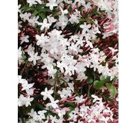 Hayloft Jasminum Officinale - Common Jasmine 1 X 7Cm Pot