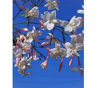 Hayloft Jasminum Polyanthum - Pink Jasmine 1 X 9Cm Pot