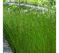Hayloft Juncus Effusus - Common Rush Marginal Or Bog Garden Plant In A 9Cm Pot