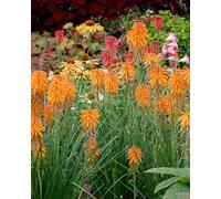 Hayloft Kniphofia Poco Orange - Red Hot Poker 3 X 9Cm Pots