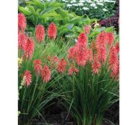 Hayloft Kniphofia Poco Red - Red Hot Poker 3 X 9Cm Pots