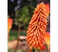Hayloft Kniphofia Poco Sunset - Red Hot Poker 3 X 9Cm Pots
