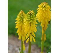 Hayloft Kniphofia X Hybrid Pyromania Solar Flare - 3 X 1.5L Pots