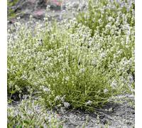 Hayloft Lavandula Angustifolia 'arctic Snow' 2 X 9Cm Pots