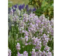 Hayloft Lavandula Angustifolia Beezee Pink - 3 X 1L Pots