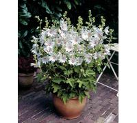 Hayloft Lavatera Barnsley Baby - Tree Mallow 1 X 9Cm Pot