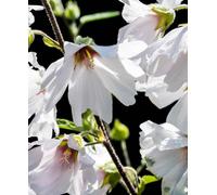 Hayloft Lavatera Silver Barnsley - 1 X 9Cm Pot