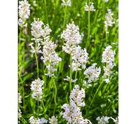 Hayloft Lavender Arctic Snow - Unusual White English Lavender - Pack Of 3 Potted Plants