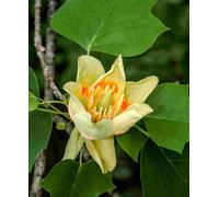 Hayloft Liriodendron Tulipifera - Tulip Tree - Supplied In 9Cm Pot