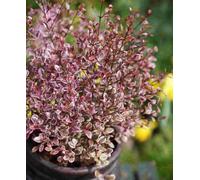 Hayloft Lophomyrtus X Ralphii Magic Dragon - New Zealand Myrtle Shrub 1 X 9Cm Pot