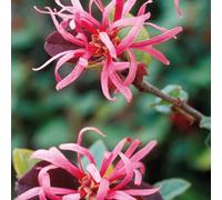 Hayloft Loropetalum Chinensis Fire Dance - A Fiery Beauty With Dramatic Foliage 1 X 9Cm Pot