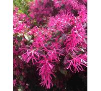 Hayloft Loropetalum Chinensis Plum Gorgeous - 1 X 9Cm Pot