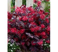 Hayloft Loropetalum Ever Red - Chinese Fringe Flower - 1 X 9Cm Pot