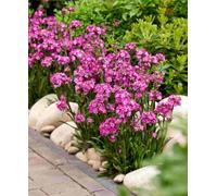 Hayloft Lychnis Cherry Bubbles - Deep Pink Pretty Flowers For Months 3 X 9Cm Pots