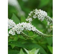 Hayloft Lysimachia Clethroides - Gooseneck Loosestrife 3 X 9Cm Pots