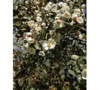 Hayloft Magnolia Honey Velvet - Compact Variety 1 X 9Cm Pot