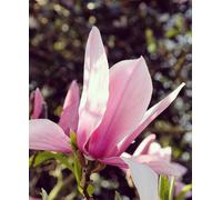 Hayloft Magnolia Star Wars - 1 X 9Cm Pot