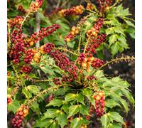 Hayloft Mahonia Caberet- Evergreen Shrub With Vibrant Yellow Flowers And Glossy Foliage 1 X 9Cm Pot