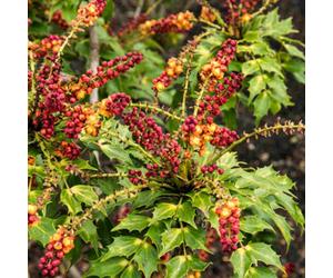 Hayloft Mahonia Caberet- Evergreen Shrub With Vibrant Yellow Flowers And Glossy Foliage 1 X 9Cm Pot