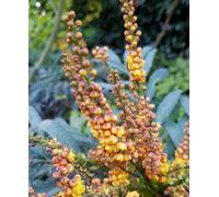 Hayloft Mahonia Volcano - Spine Free, Orange Flowers 1 X 9Cm Pot