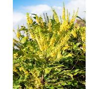 Hayloft Mahonia Winter Sun - All Year Round Interest - Supplied In A 9Cm Pot