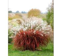Hayloft Miscanthus Lady In Red - Shortlisted Rhs Plant Of The Year 2025 3 X 9Cm Pots