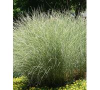 Hayloft Miscanthus Morning Light - Silvery Feature Grass Supplied In A 9Cm Pot