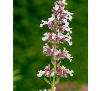 Hayloft Nepeta Grandiflora Dawn To Dusk - Set Of 3 Plants In 9Cm Pots