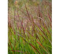 Hayloft Panicum Virgatum Shenandoah - Vibrant Red Grass - Supplied In A 9Cm Pot