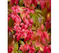 Hayloft Parthenocissus Quinquefolia - Virginia Creeper 1 X 9Cm Pot