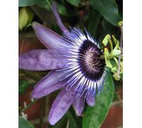 Hayloft Passiflora Damsels Delight - Purple Passion Flower 1 X 9Cm Pot