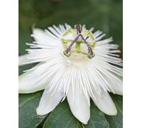 Hayloft Passiflora Snowqueen - Showstopping White Passion Flower 1 X 9Cm Pot
