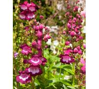 Hayloft Penstemon Collection - 6 Different Penstemon Plants Chosen From The Best In Our Nursery