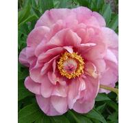 Hayloft Peony Garden Candy Double Pink - New Variety 1 X 2L Pot