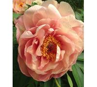 Hayloft Peony Garden Candy Peach-A-Licious - New Variety 1 X 2L Pot