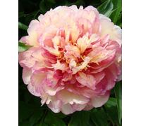 Hayloft Peony Garden Candy Simply Scrumptious - Rare Variety 1 X Bare Root 3-5 Eyes
