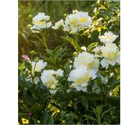 Hayloft Peony Gertrud Allen - Fragrant White Bloom With Stricking Yellow Centre - 1 X 2L Pot